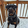 dog, rottweiler, snow, outdoor, pet, animal, canine, winter, snowflakes, fur, collar, portrait, wooden_railing, cold, background, sitting, cute, alert, black, brown