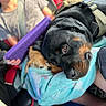 dog, rottweiler, child, blanket, car_interior, tablet, seatbelt, human_hand, close_up, resting, pet, comfort, family, travel, vehicle, casual_clothing, affection, indoor, companionship, relaxation