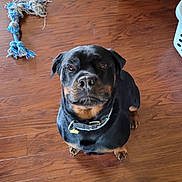 Kashmir is registered to the contest to win money with this photo: rottweiler, dog, pet, indoor, wood_floor, toy, rope_toy, black_dog, brown_markings, collar, looking_up, flooring, domestic, animal, canine, playful, chewed_toy, foot, sock, home