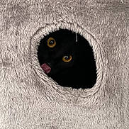 Pit Pit is registered to the contest to win money with this photo: animal, black_cat, cat, closeup, cozy, curious, cute, feline, fluffy, fur, hideout, home, indoor, peeking, pet, playful, soft_texture, tongue_out, whiskers, yellow_eyes