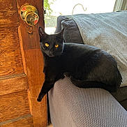 Jayce is registered to the contest to win money with this photo: amber_eyes, animal, armrest, black_cat, cat, couch, cozy, domestic, door_knob, feline, flooring, gray_couch, home, indoor, pet, relaxed, resting, sunlight, window_light, wooden_door