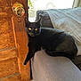 amber_eyes, animal, armrest, black_cat, cat, couch, cozy, domestic, door_knob, feline, flooring, gray_couch, home, indoor, pet, relaxed, resting, sunlight, window_light, wooden_door