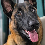 Vik a rejoint le concours — aidez-le/la à gagner de superbes lots ! animal, background_blur, black_fur, brown_fur, canine, close_up, collar, dog, domestic_animal, ears_up, face, friendly, fur, german_shepherd, happy, indoor, pet, portrait, smiling, tongue_out