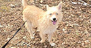 Stevie joined the competition — help win amazing prizes! dog, leash, blue_eyes, happy, outdoor, forest_floor, dry_leaves, tan_fur, fluffy, tail_curled, tongue_out, pet, nature, canine, daylight, smiling, animal, walking, fur, ears_up