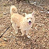 dog, leash, blue_eyes, happy, outdoor, forest_floor, dry_leaves, tan_fur, fluffy, tail_curled, tongue_out, pet, nature, canine, daylight, smiling, animal, walking, fur, ears_up