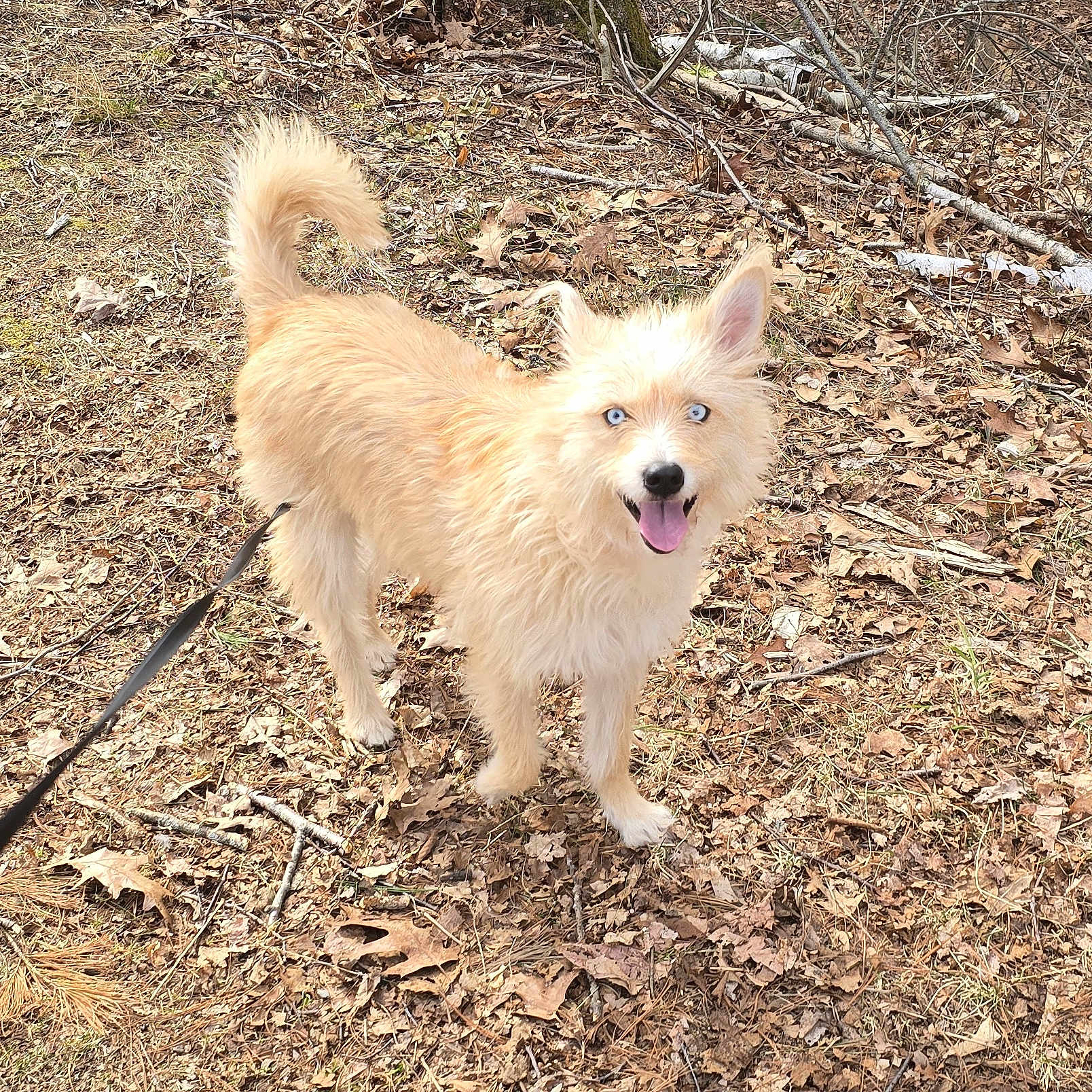 Stevie joined the competition — help win amazing prizes! dog, leash, blue_eyes, happy, outdoor, forest_floor, dry_leaves, tan_fur, fluffy, tail_curled, tongue_out, pet, nature, canine, daylight, smiling, animal, walking, fur, ears_up