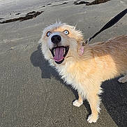 Stevie joined the competition — help win amazing prizes! dog, beach, sand, leash, blue_eyes, happy, excited, outdoor, sky, animal, pet, canine, fur, smile, nature, daylight, playful, wall, shadow, collar
