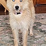 Stevie is registered to the contest to win money with this photo: dog, blue_eyes, scruffy, standing, indoor, rug, wooden_chair, wooden_door, collar, pet, curious, fur, floor, home, animal, mammal, ears_up, alert, looking, domestic