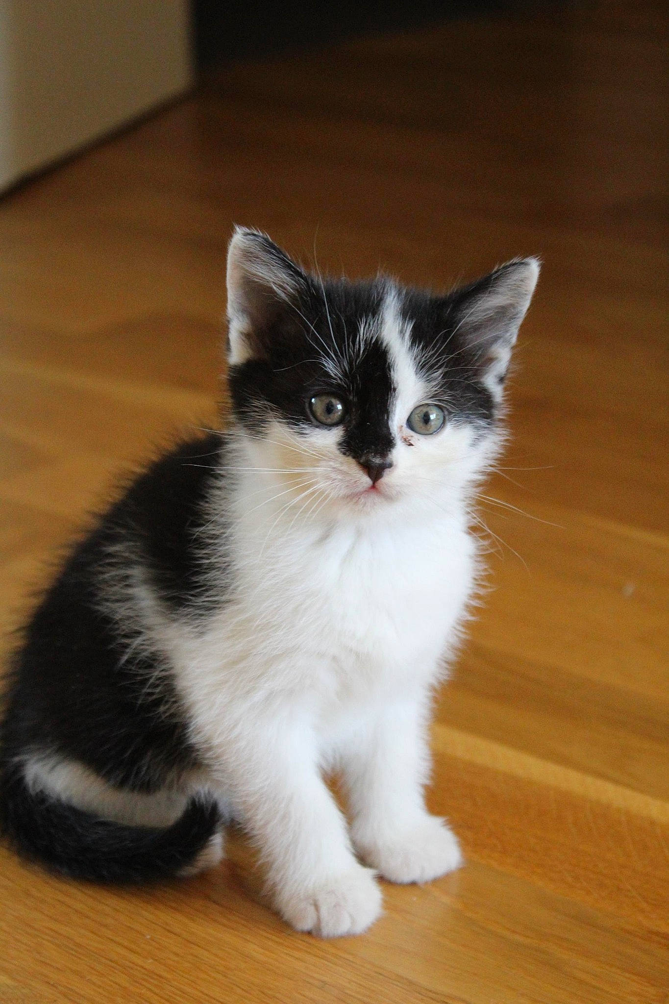 Titoon participe au concours pour gagner de l'argent avec cette photo : carnivore, cat, domestic_short_haired_cat, door_mat, felidae, flooring, foot, fur, hardwood, laminate_flooring, paw, small_to_medium_sized_cats, snout, tail, varnish, whiskers, wood, wood_flooring, wood_stain