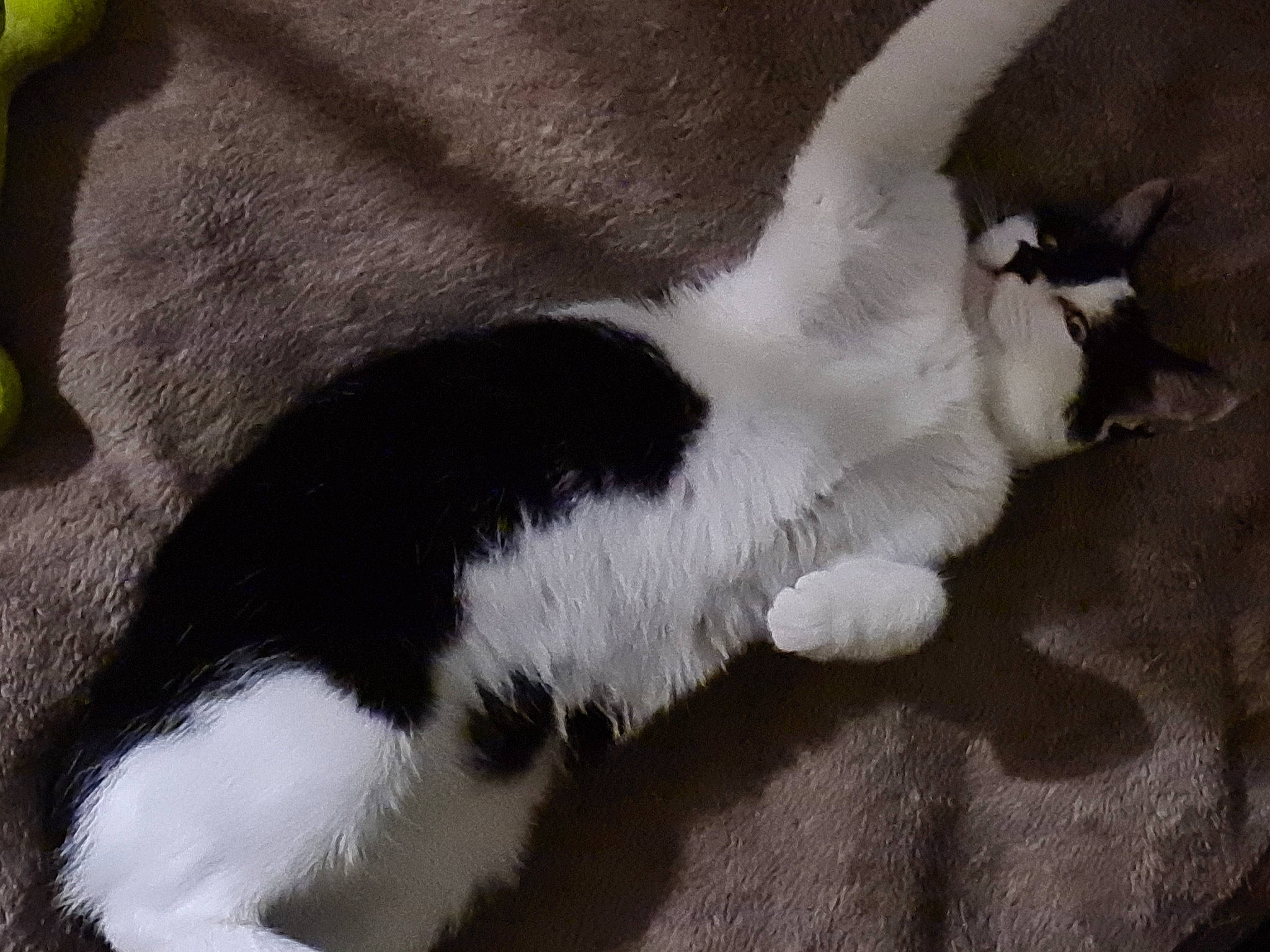 Titoon a rejoint le concours — aidez-le/la à gagner de superbes lots ! canidae, carnivore, cat, claw, comfort, dog_breed, domestic_short_haired_cat, felidae, foot, fur, human_leg, nap, paw, small_to_medium_sized_cats, tail, terrestrial_animal, whiskers