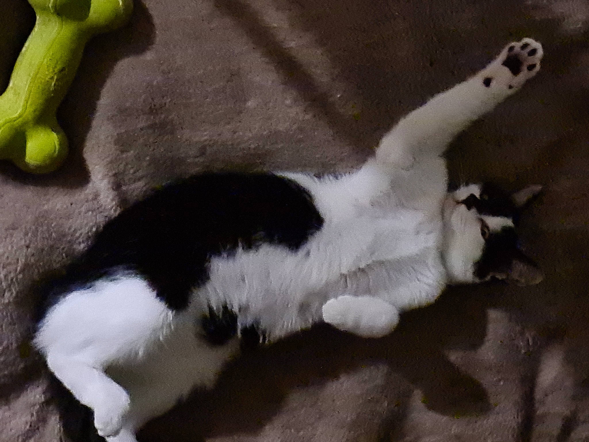 Titoon a rejoint le concours — aidez-le/la à gagner de superbes lots ! canidae, cat, claw, comfort, companion_dog, dog_breed, domestic_short_haired_cat, felidae, foot, fur, gesture, paw, small_to_medium_sized_cats, sporting_group, tail, terrestrial_animal, whiskers