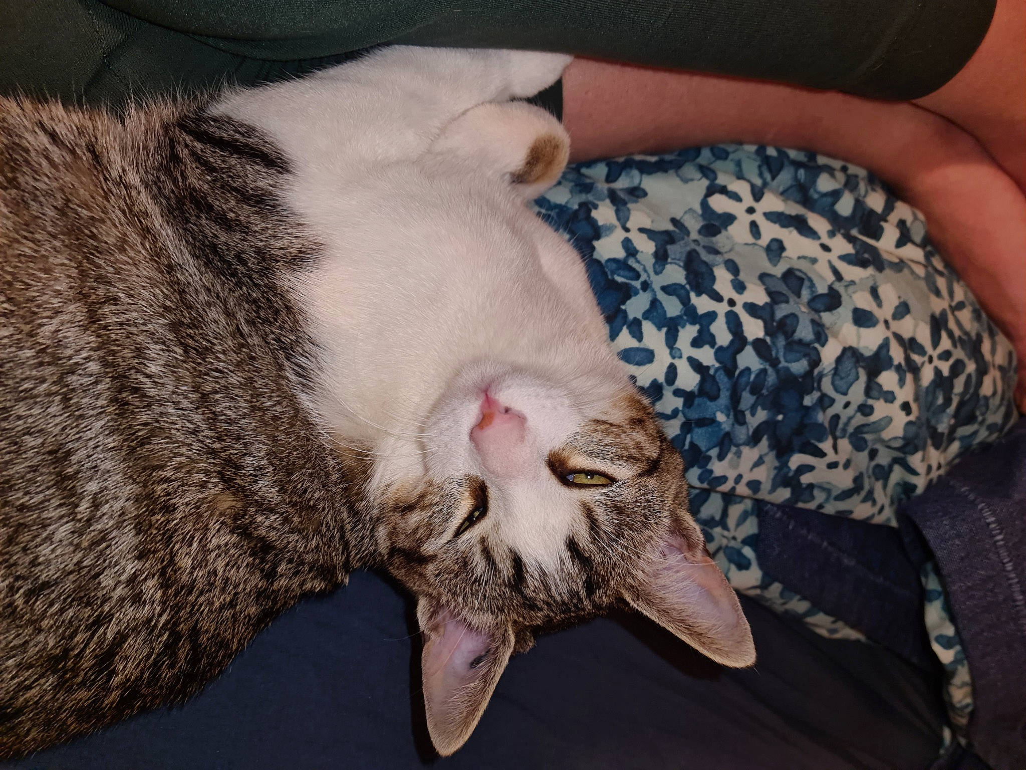 Filou participe au concours pour gagner de l'argent avec cette photo : carnivore, cat, claw, comfort, domestic_short_haired_cat, fang, felidae, fur, jaw, nap, paw, small_to_medium_sized_cats, snout, tail, whiskers