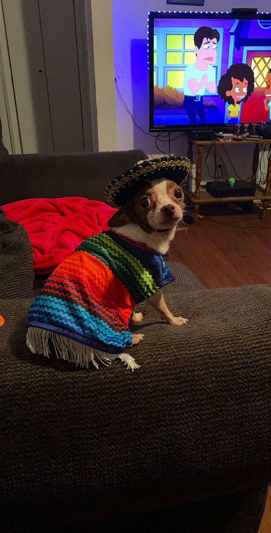 Sparky is registered to the contest to win money with this photo: carnivore, companion_dog, couch, dog, dog_breed, dog_clothes, dog_supply, event, fawn, flooring, fun, fur, linens, purple, room, sitting, snout, sporting_group, television, television_set