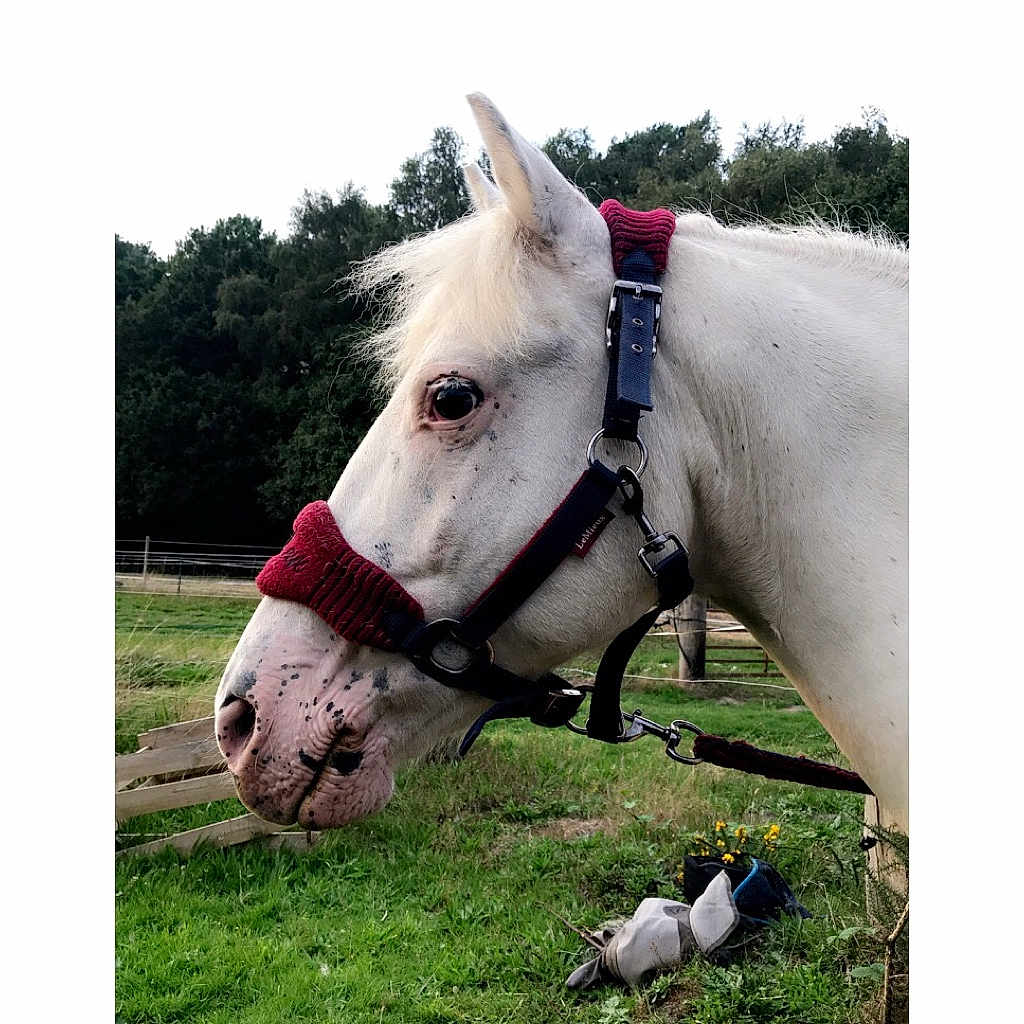 Bryn is registered to the contest to win money with this photo: bridle, grass, halter, horse, horse_harness, horse_like_mammal, horse_supplies, horse_tack, mane, mare, neck, pack_animal, pasture, pony, rein, saddle, snout, stallion