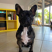 Kona joined the competition — help win amazing prizes! dog, french_bulldog, brindle, pet, indoor, tile_floor, yellow_shelf, plant, books, window, glass_door, sunlight, modern_home, furniture, paw, ears, face, sitting, domestic_animal, cute