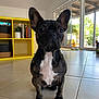 dog, french_bulldog, brindle, pet, indoor, tile_floor, yellow_shelf, plant, books, window, glass_door, sunlight, modern_home, furniture, paw, ears, face, sitting, domestic_animal, cute