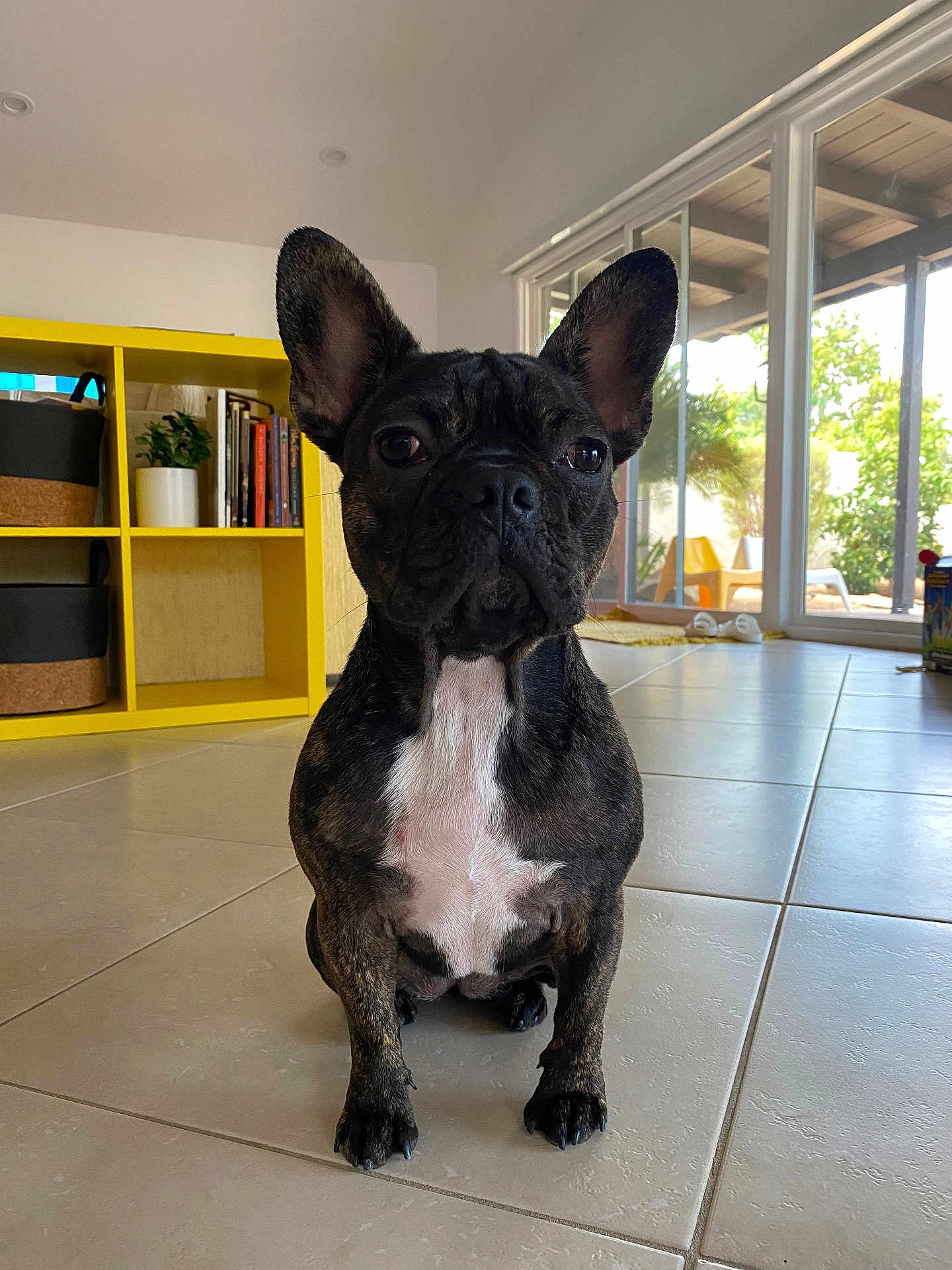 Kona joined the competition — help win amazing prizes! dog, french_bulldog, brindle, pet, indoor, tile_floor, yellow_shelf, plant, books, window, glass_door, sunlight, modern_home, furniture, paw, ears, face, sitting, domestic_animal, cute