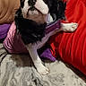 Becky participe au concours pour gagner de l'argent avec cette photo : animal, bed, black_and_white, blanket, cozy, cute, dog, fashion, floppy_ear, indoor, pet, photography, pillow, portrait, puppy, purple_clothing, red_pillow, serious_expression, sitting, upright_ear