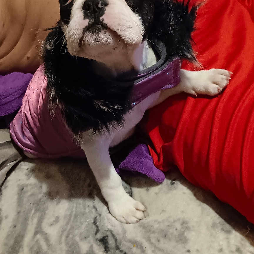 Becky participe au concours pour gagner de l'argent avec cette photo : animal, bed, black_and_white, blanket, cozy, cute, dog, fashion, floppy_ear, indoor, pet, photography, pillow, portrait, puppy, purple_clothing, red_pillow, serious_expression, sitting, upright_ear