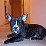 dog, puppy, french_bulldog, black_and_white, lying_down, indoors, hallway, wood_floor, ears, portrait, pet, animal, short_fur, white_markings, dark_coat, cute, face, eyes, home, photography