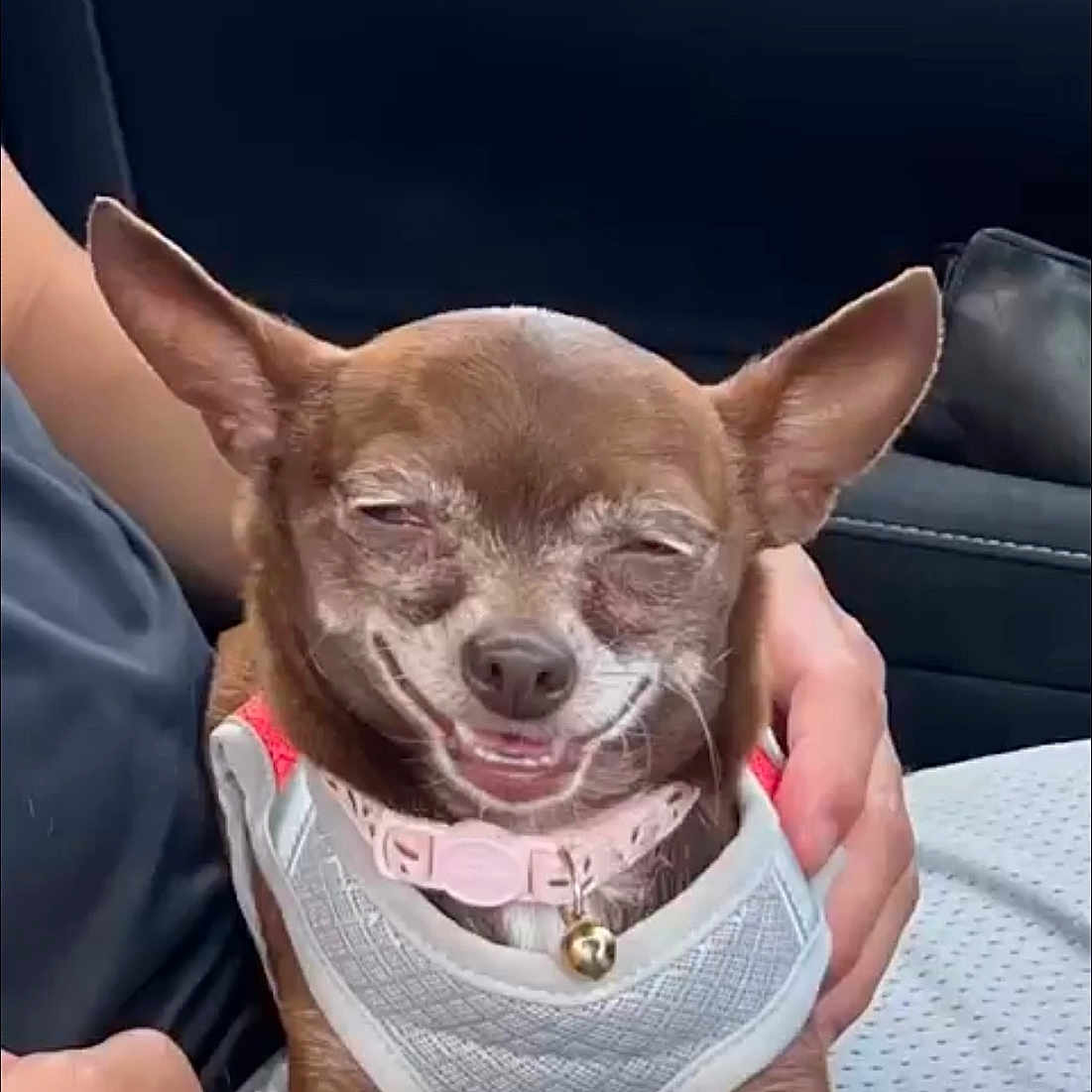 Riley joined the competition — help win amazing prizes! animal, bell, brown_dog, car_interior, chihuahua, closeup, clothing, collar, cute, dog, domestic_animal, happy, human_hand, lap, person, pet, relaxed, seated, small_dog, smiling