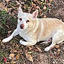 dog, lying_down, outdoor, dry_leaves, grass, earth, canine, pet, animal, nature, fall, brown, white, ears, nose, fur, relaxed, calm, looking_at_camera, resting