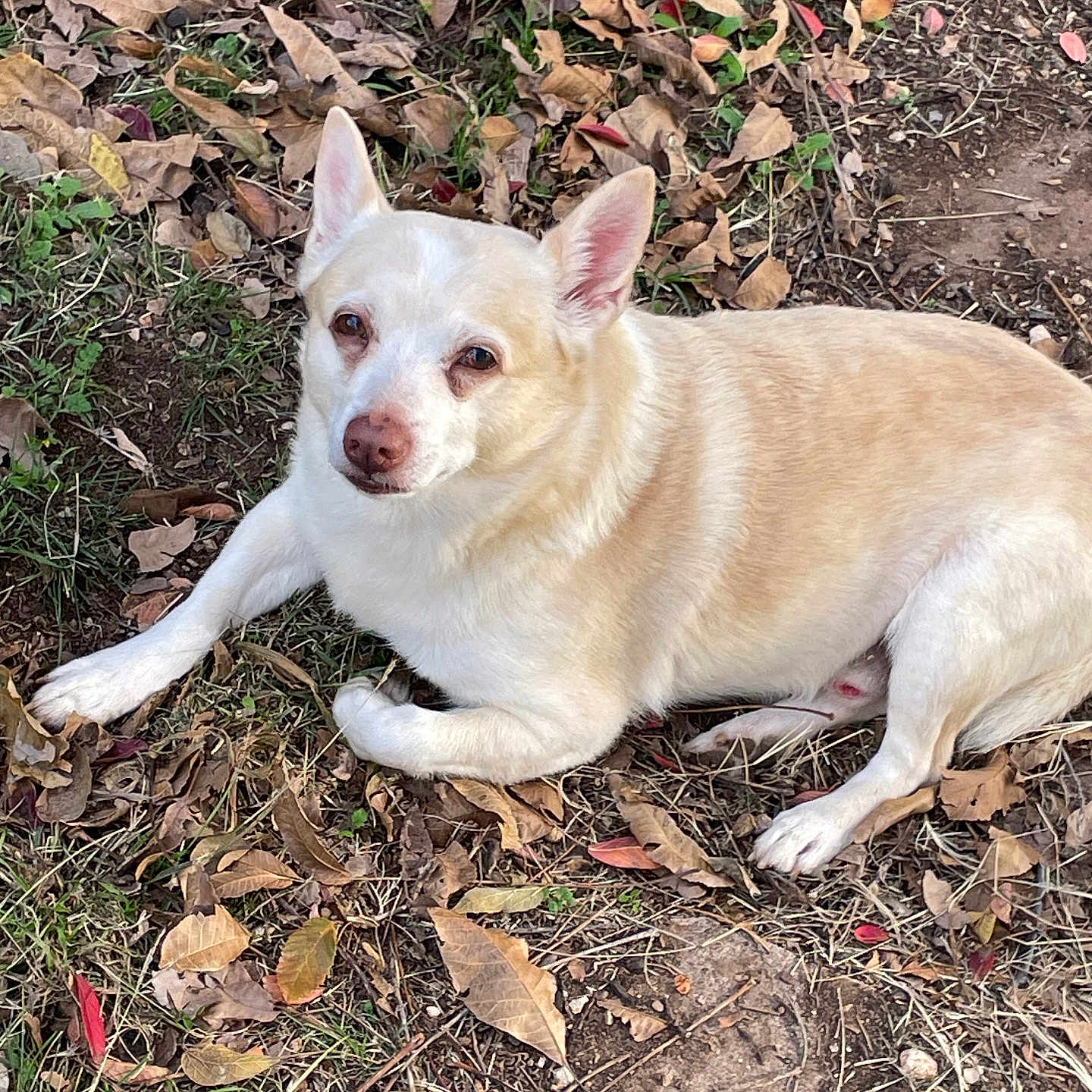 Mr.snowy joined the competition — help win amazing prizes! animal, brown, calm, canine, dog, dry_leaves, ears, earth, fall, fur, grass, looking_at_camera, lying_down, nature, nose, outdoor, pet, relaxed, resting, white