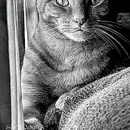 Garfield is registered to the contest to win money with this photo: black_and_white, blanket, cat, close_up, cozy, domestic_cat, ears, eyes, feline, fur, gaze, indoor, monochrome, paw, pet, portrait, texture, watermark, whiskers, window