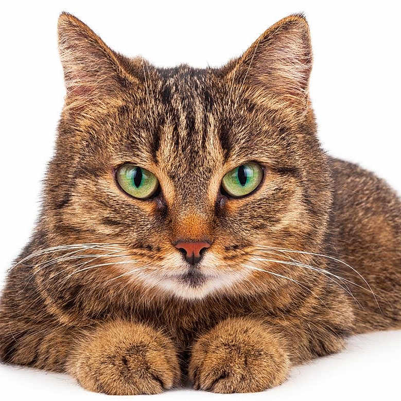Mishu