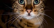 Mishu is registered to the contest to win money with this photo: animal, cat, close_up, curious, dark_background, domestic_cat, eyes, face, feline, focused, fur, green_eyes, looking, mammal, nose, pet, portrait, sharp, whiskers