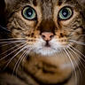 animal, cat, close_up, curious, dark_background, domestic_cat, eyes, face, feline, focused, fur, green_eyes, looking, mammal, nose, pet, portrait, sharp, whiskers