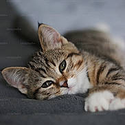Mishu is registered to the contest to win money with this photo: animal, cat, close_up, cute, domestic, eyes, face, fur, indoor, kitten, lying_down, mammal, pet, portrait, relaxed, sleepy, soft_surface, tabby, whiskers, young