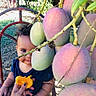 Yadiel Núñez joined the competition — help win amazing prizes! baby, child, fruit, mango, hand, outdoor, garden, tree, leaf, seat, curly_hair, food, eating, smile, nature, playful, toddler, colorful, fresh, summer