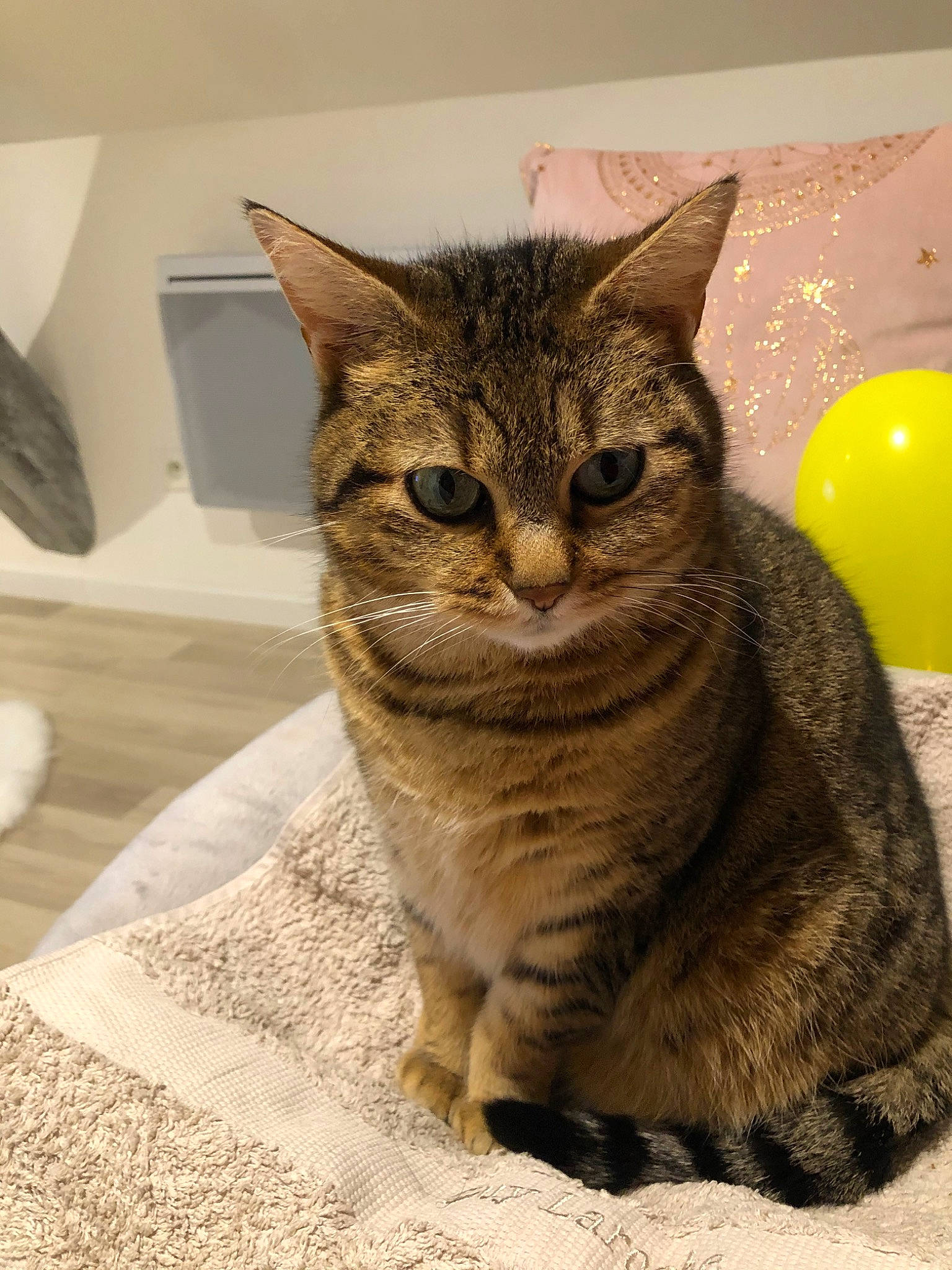 Bb Chou participe au concours pour gagner de l'argent avec cette photo : american_shorthair, american_wirehair, asian, australian_mist, california_spangled, carnivore, cat, domestic_short_haired_cat, dragon_li, european_shorthair, eye, felidae, fur, kitten, mammal, ocicat, small_to_medium_sized_cats, snout, tabby_cat, whiskers