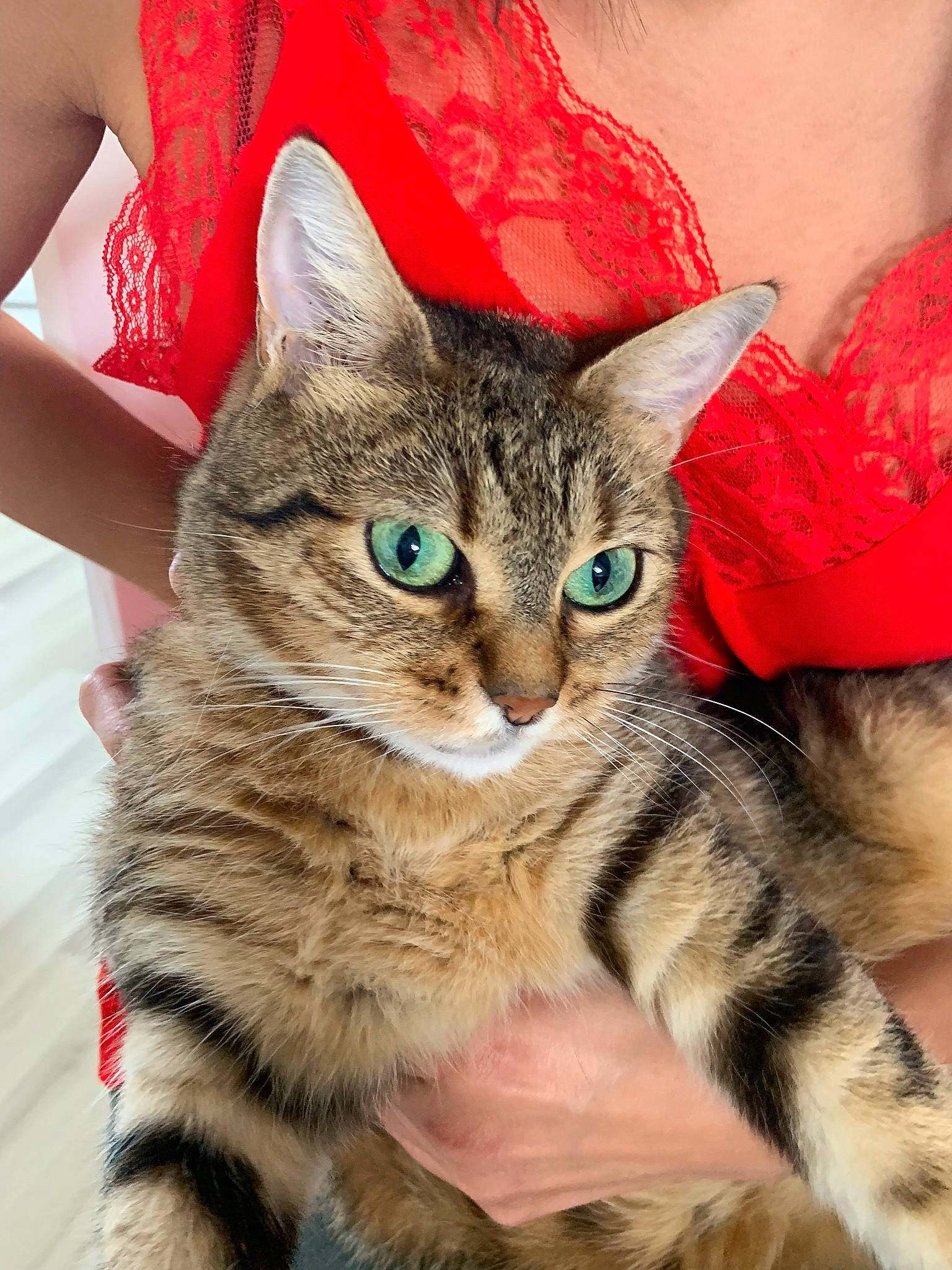 Bb Chou a rejoint le concours — aidez-le/la à gagner de superbes lots ! american_shorthair, american_wirehair, asian, australian_mist, california_spangled, carnivore, cat, domestic_short_haired_cat, dragon_li, european_shorthair, felidae, fur, german_rex, kitten, mammal, pixie_bob, small_to_medium_sized_cats, tabby_cat, vertebrate, whiskers