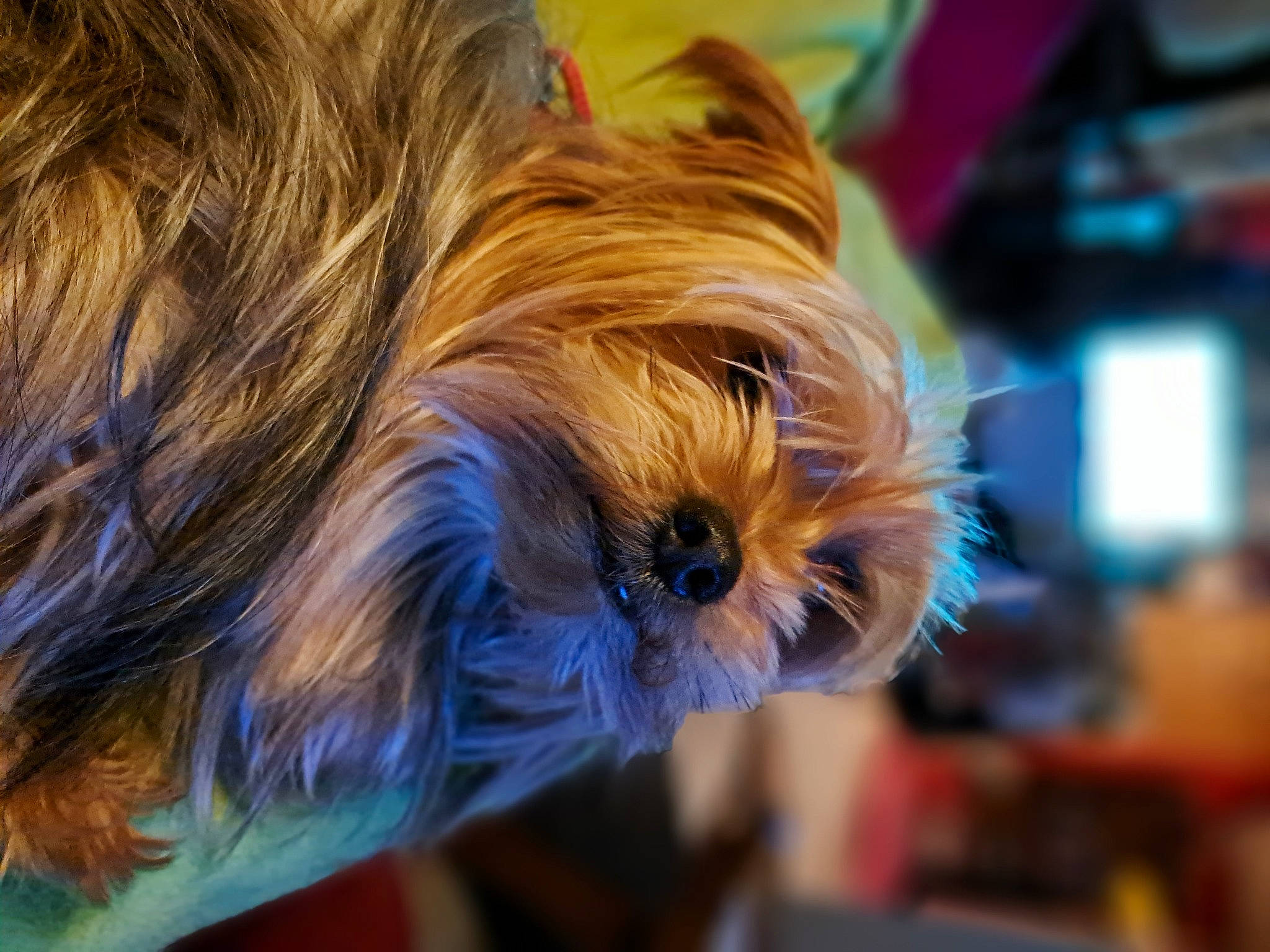 Lexy a rejoint le concours — aidez-le/la à gagner de superbes lots ! biewer_terrier, blond, canidae, carnivore, companion_dog, dog, dog_breed, event, fawn, fur, liver, non_sporting_group, small_terrier, snout, sporting_group, terrestrial_animal, terrier, toy_dog, wood, working_animal