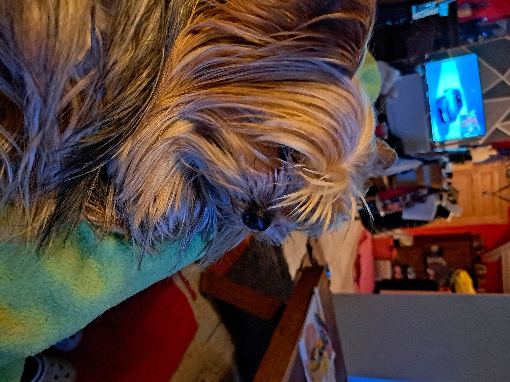 Lexy a rejoint le concours — aidez-le/la à gagner de superbes lots ! art, beak, costume, electric_blue, event, fashion_accessory, feather, fictional_character, fun, fur, hair_coloring, machine, tail, textile, visual_arts, wing, wood