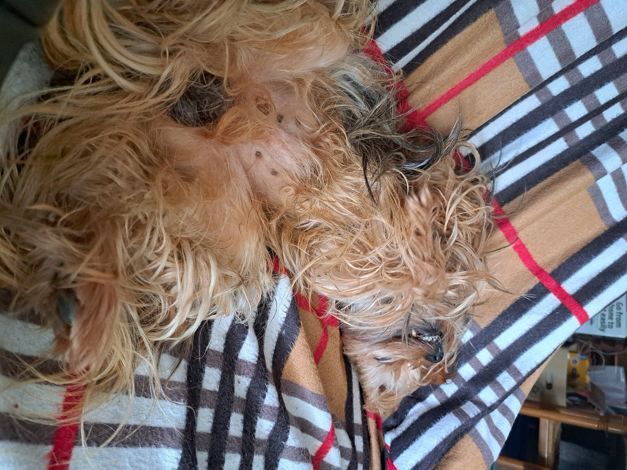 Lexy participe au concours pour gagner de l'argent avec cette photo : beard, canidae, carnivore, chewbacca, companion_dog, dog, dog_breed, facial_hair, feather, feathered_hair, fictional_character, flesh, fun, fur, human_body, liver, snout, sporting_group, surfer_hair, terrier