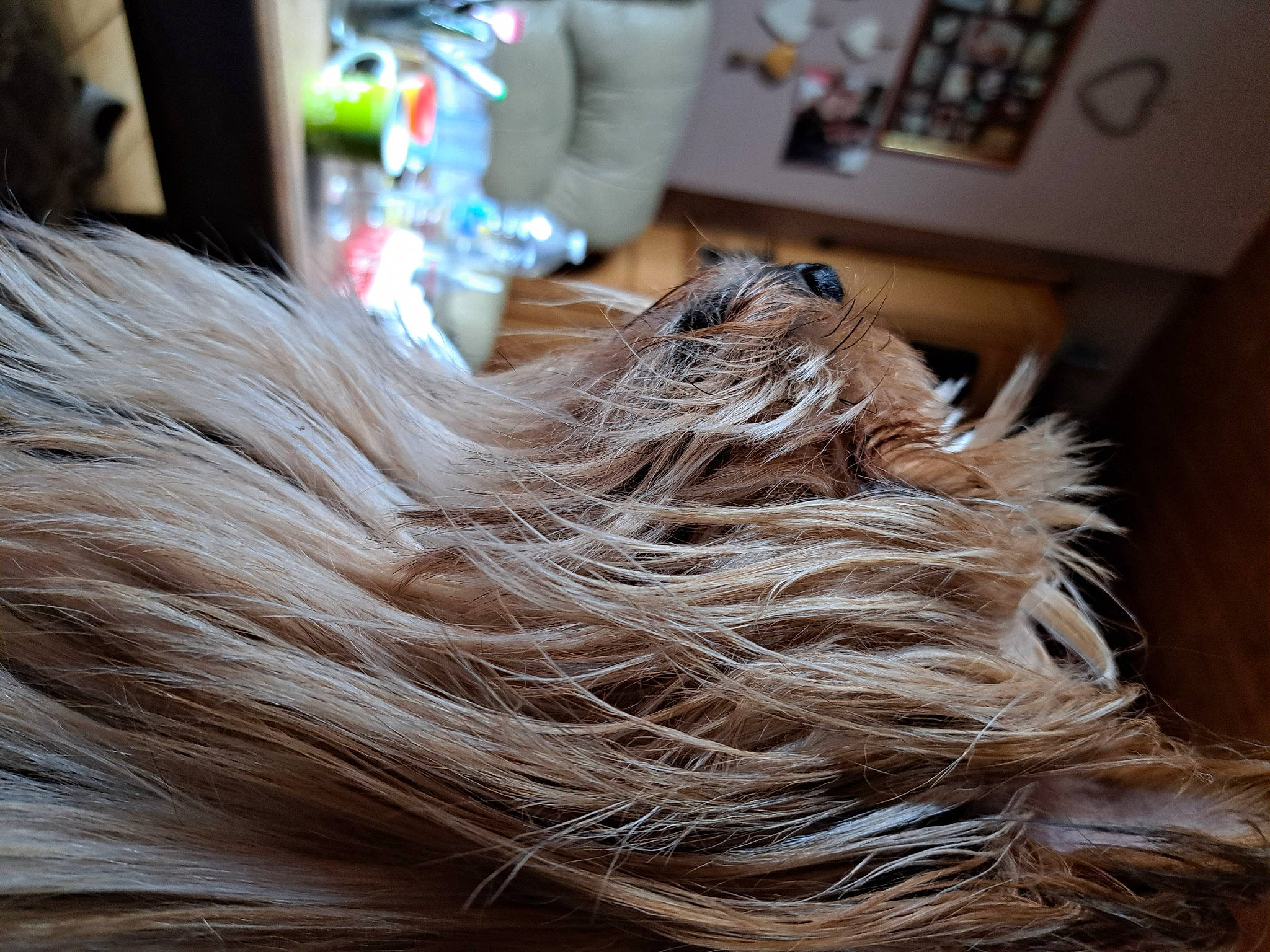 Lexy participe au concours pour gagner de l'argent avec cette photo : brown_hair, carnivore, companion_dog, dog, dog_breed, fashion_accessory, feather, flooring, fur, grey, hardwood, layered_hair, liver, long_hair, small_to_medium_sized_cats, snout, sporting_group, tail, whiskers, wood