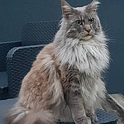 Caline a rejoint le concours — aidez-le/la à gagner de superbes lots ! cat, fluffy, long_hair, sitting, outdoor, chair, pet, feline, majestic, serious, ears, tail, wooden_floor, gray, fur, animal, portrait, domestic_cat, whiskers, close_up