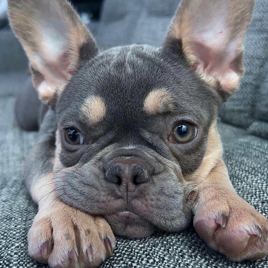 Penny joined the competition — help win amazing prizes! french_bulldog, puppy, dog, pet, couch, gray, ears, paw, close_up, indoors, cute, animal, face, fur, looking, resting, home, texture, small_dog, companion