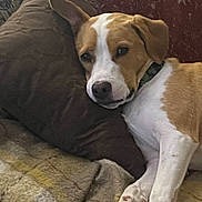 Seamus is registered to the contest to win money with this photo: animal, blanket, brown, canine, closeup, collar, comfort, couch, dog, fur, home, indoor, laying, paw, pet, pillow, relaxed, resting, sleepy, white