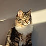 cat, tabby, fluffy, pet, fur, striped, white_chest, golden_eyes, indoor, sunlight, shadow, wall, texture, sitting, portrait, animal, cute, feline, domestic_cat, calm