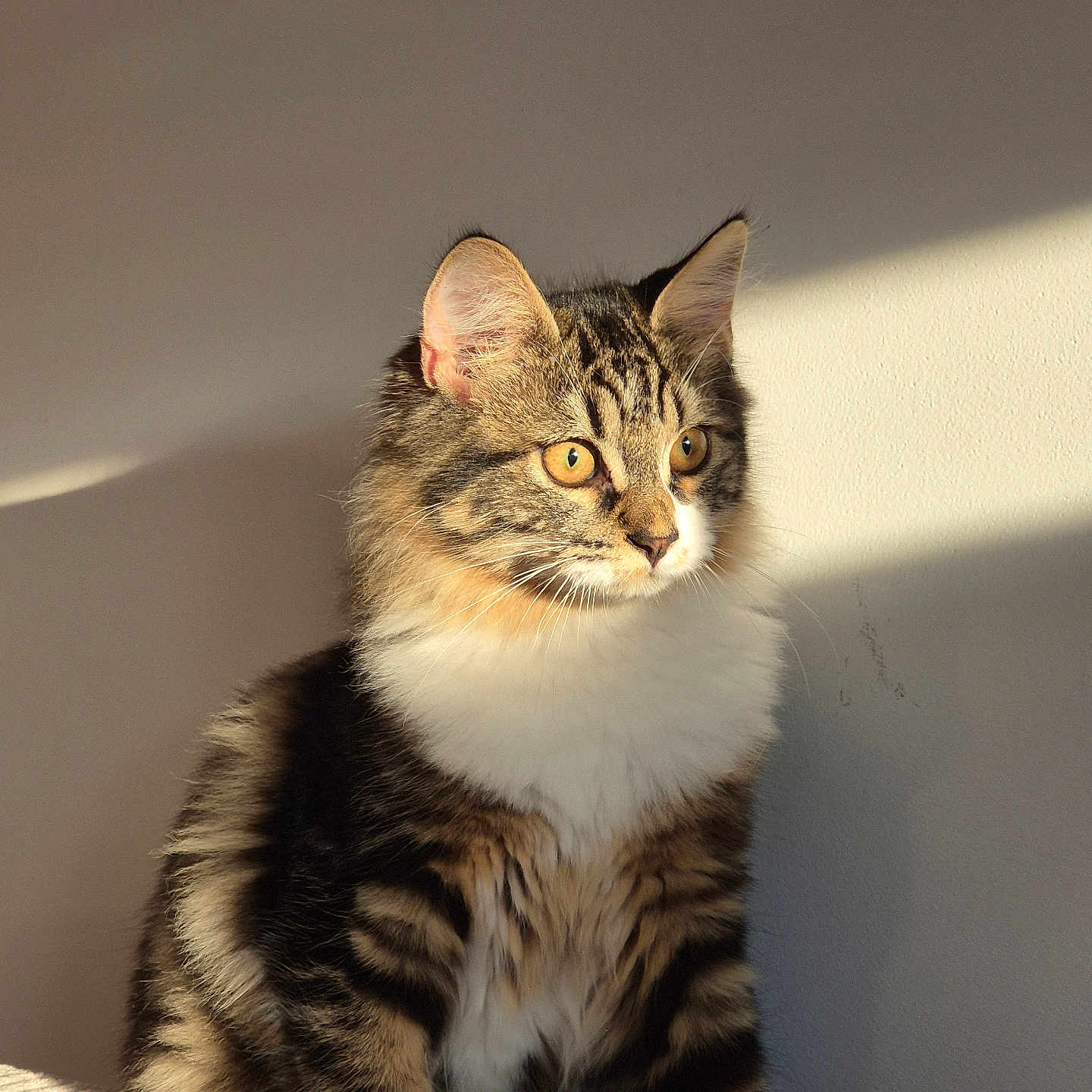 Elphie participe au concours pour gagner de l'argent avec cette photo : animal, calm, cat, cute, domestic_cat, feline, fluffy, fur, golden_eyes, indoor, pet, portrait, shadow, sitting, striped, sunlight, tabby, texture, wall, white_chest