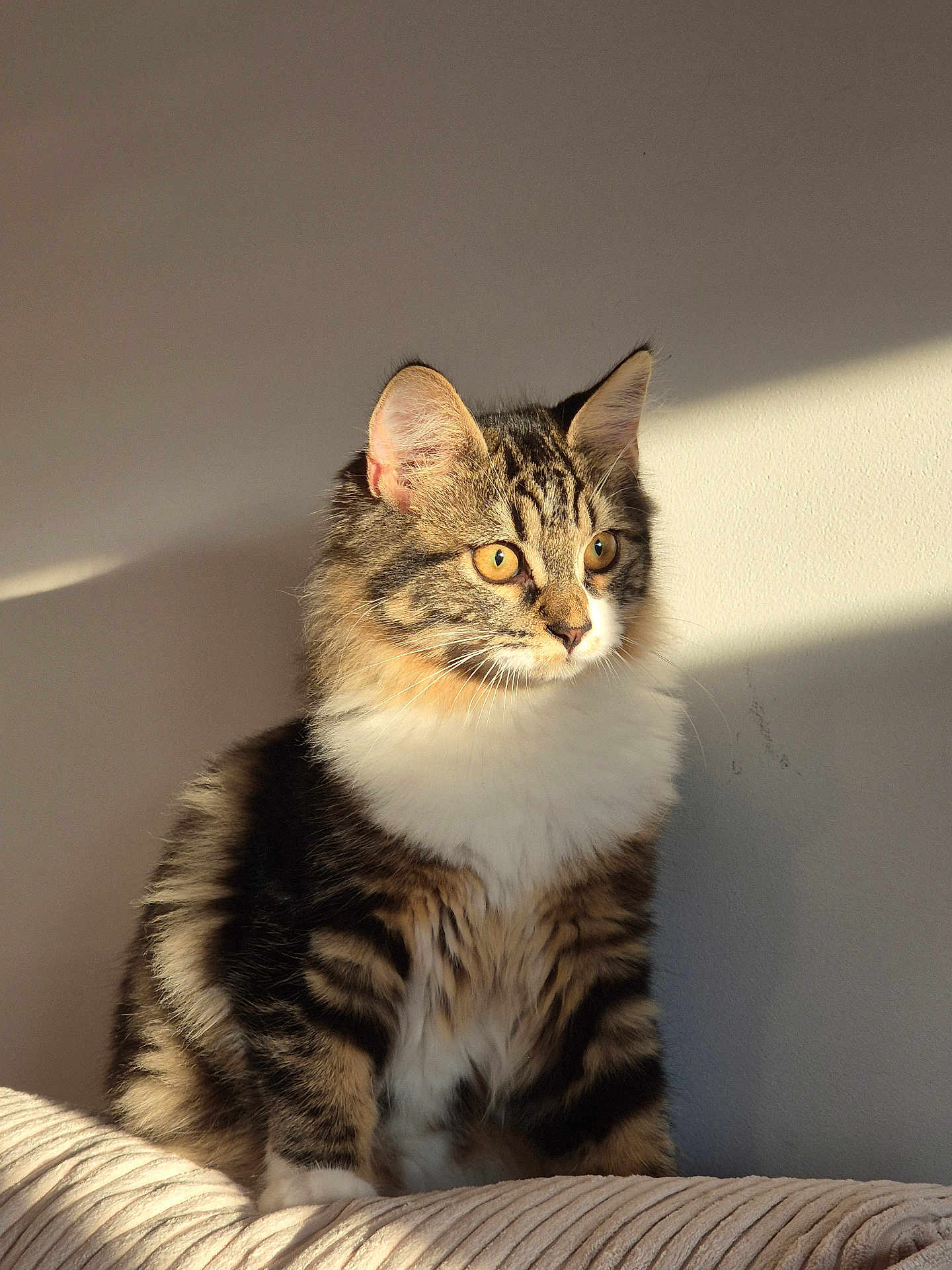 Elphie participe au concours pour gagner de l'argent avec cette photo : cat, tabby, fluffy, pet, fur, striped, white_chest, golden_eyes, indoor, sunlight, shadow, wall, texture, sitting, portrait, animal, cute, feline, domestic_cat, calm