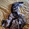 Elphie participe au concours pour gagner de l'argent avec cette photo : animal_photography, bed, blanket, cats, cozy, cuddling, ears, felines, fur, indoors, longhaired_cat, paws, pet, relaxed, shorthaired_cat, sleeping, tabby, tails, three_cats, whiskers