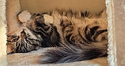 Elphie a rejoint le concours — aidez-le/la à gagner de superbes lots ! animal, carpet, cat, cat_bed, close_up, cozy, cubby, eyes, feline, fluffy, indoors, kitten, long_hair, lying_down, pet, relaxed, tabby, tail, upside_down, whiskers