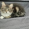 animal, brown_fur, cat, ears, eyes, face, fluffy, furry, gray_fur, indoors, kitten, long_hair, lying_down, pet, pet_bed, portrait, sitting, tabby, whiskers, white_paw