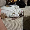 Glinda a rejoint le concours — aidez-le/la à gagner de superbes lots ! animal, belly_rub, brown_fur, cat, corduroy, couch, cozy, domestic_cat, fluffy, indoor, lying_down, paws, pet, pink_nose, relaxed, sleepy, tabby, upside_down, whiskers, white_fur
