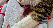 Glinda participe au concours pour gagner de l'argent avec cette photo : animal, bed, blanket, cat, close_up, closed_eyes, cozy, cute, feline, fur, indoor, pet, pink_nose, relaxed, resting, sleeping, sleepy, tabby_cat, whiskers, white_paws